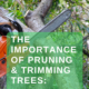 pest and disease control for trees, Protecting the Green Giants: The Importance of Pest & Disease Control for Trees, Plano Tree Care