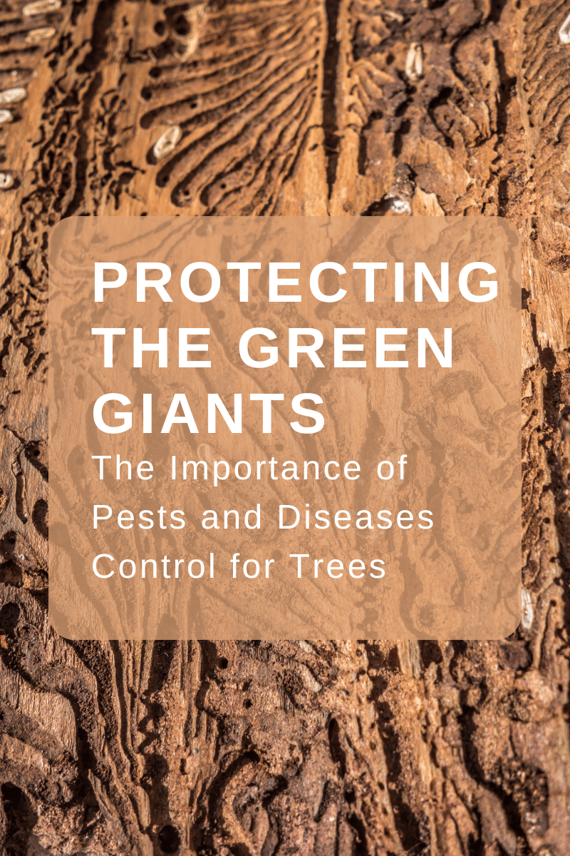 Protecting the Green Giants: The Importance of Pests and Diesease Control for Trees