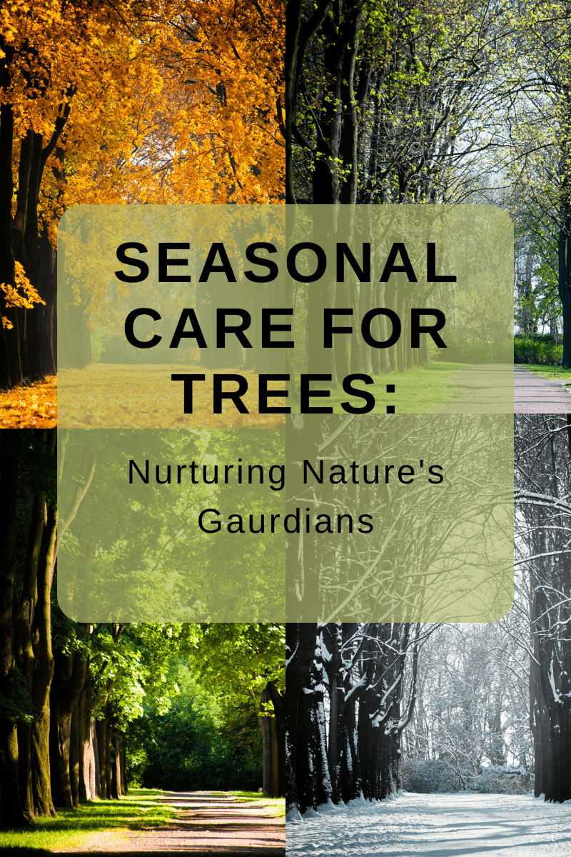 Season Care For Trees: Nurturing Nature's Gaurdians
