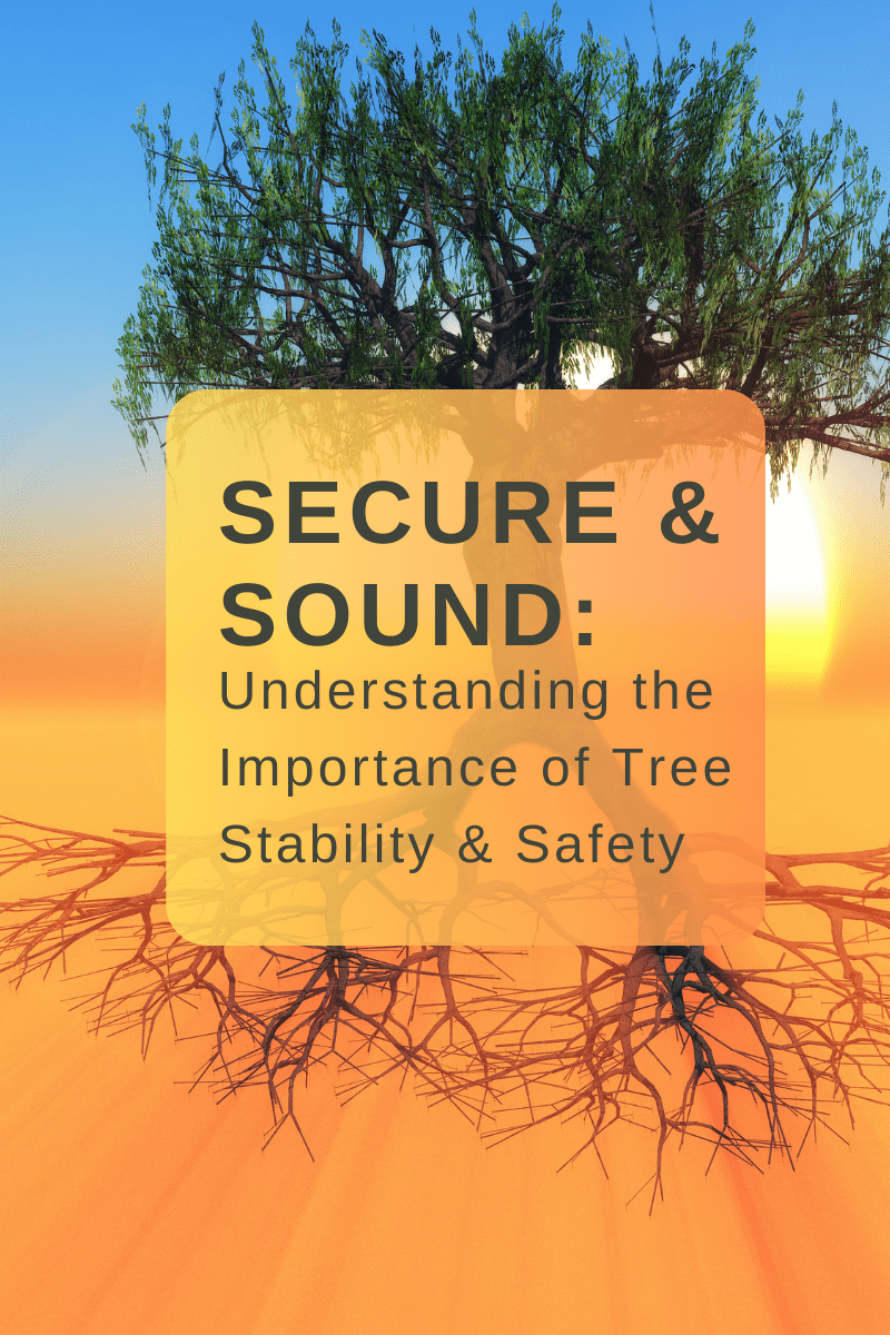 Secure & Sound: Understanding the Importance of Tree Stability & Safety