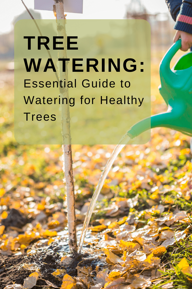 Tree Watering: Essential Guide to Watering for Healthy Trees