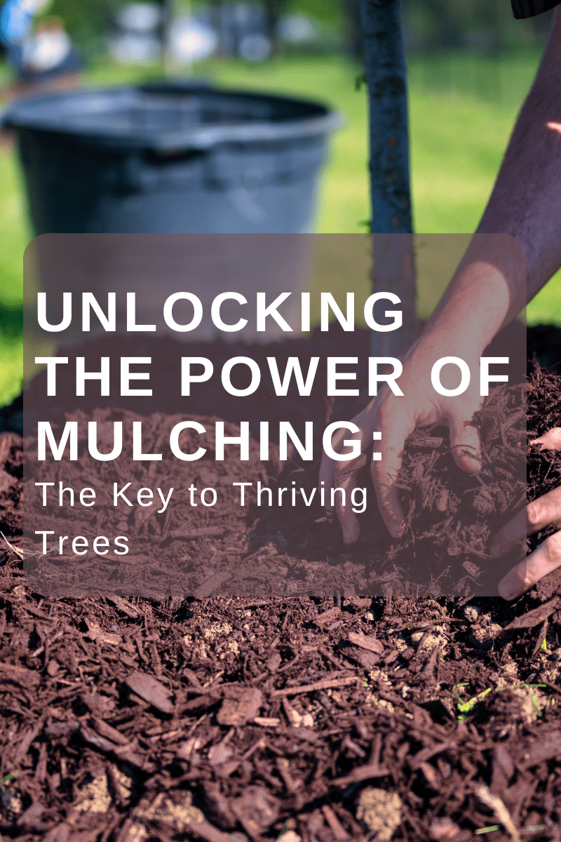 Unlocking the Power of Mulching: The Key to Thriving Trees