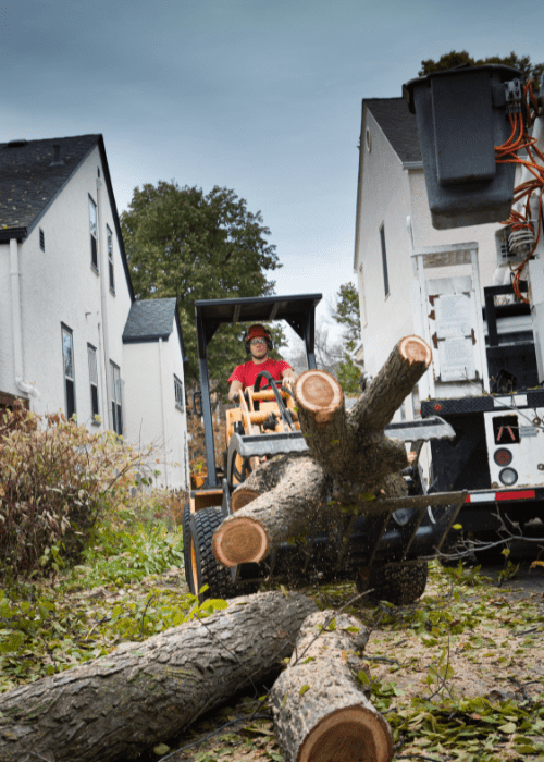 Professional Tree Removal Plano Tree Care