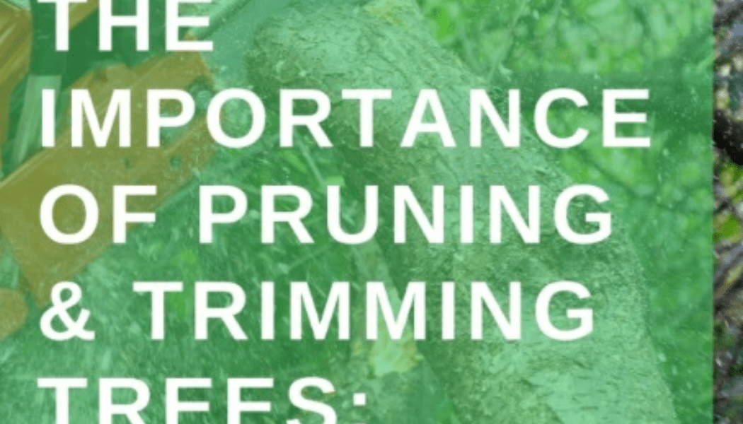 The Importance of Pruning & Trimming Trees: