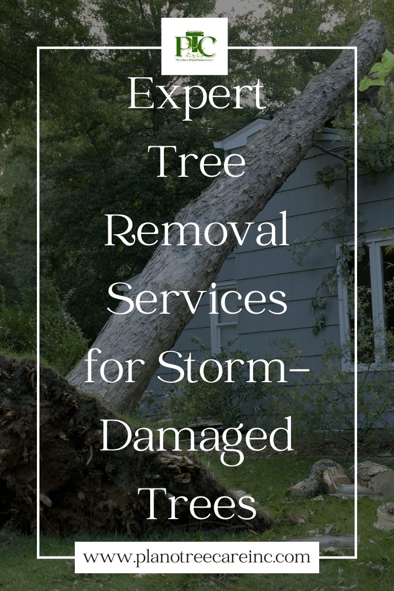 Expert Tree Removal Services for Storm-Damaged Trees