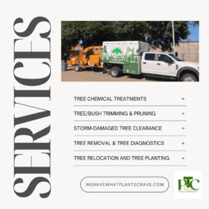 This image is a promotional graphic for tree services offered by Plano Tree Care. It features a large title on the left side that reads "SERVICES" in bold, vertical text. To the right, there’s an image of a white work truck and wood chipper, both branded with the company’s logo and name. Below the image, a list of services is presented, which includes: Tree Chemical Treatments Tree/Bush Trimming & Pruning Storm-Damaged Tree Clearance Tree Removal & Tree Diagnostics Tree Relocation and Tree Planting At the bottom, there’s a call-to-action button that reads "WeHaveWhatPlantsCrave.com," and the company logo is displayed in the bottom-right corner. The overall design has a clean, professional look, emphasizing the range of tree care services provided.