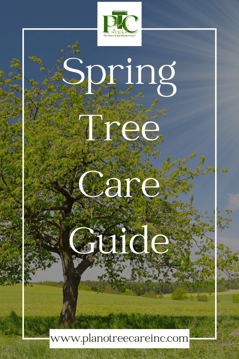 Spring Tree Care Guide by Plano Tree Care