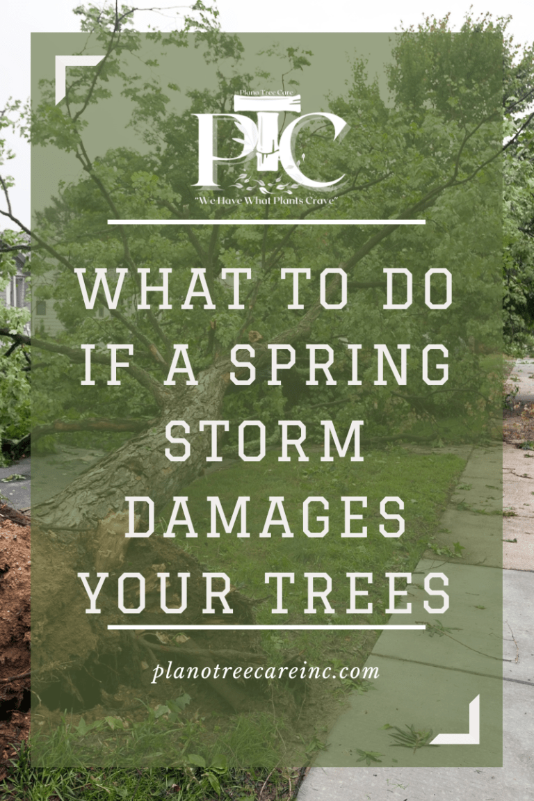 Spring Storm Season Tips What to Do if a Spring Storm Damages Your Trees