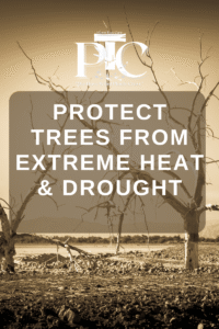 Protect Trees from Extreme Heat and Drought by Plano Tree Care