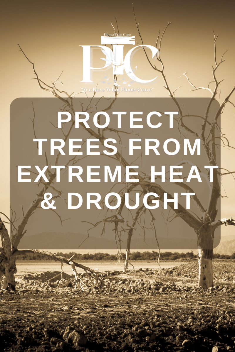 Protect Trees from Extreme Heat and Drought by Plano Tree Care
