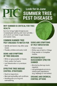Summer tree pest diseases infographic by Plano Tree Care Inc. with tips for spotting infestations and protecting trees in June.