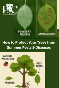 How to Protect Your Trees From Summer Pests & Diseases by Plano Tree Care