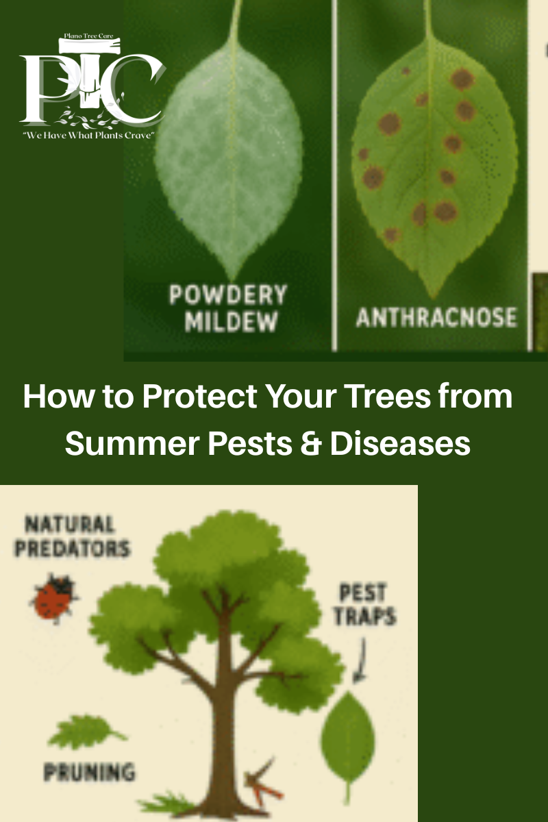 How to Protect Your Trees From Summer Pests & Diseases by Plano Tree Care