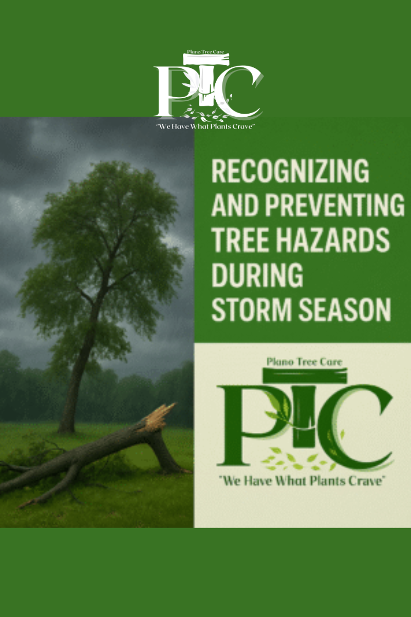 Recognizintg and Preventing Tree Hazards During Storm Season by Plano Tree Care