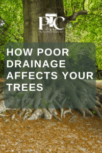 How Poor Drainage Affects Your Trees: A Guide by Plano Tree Care Arborists