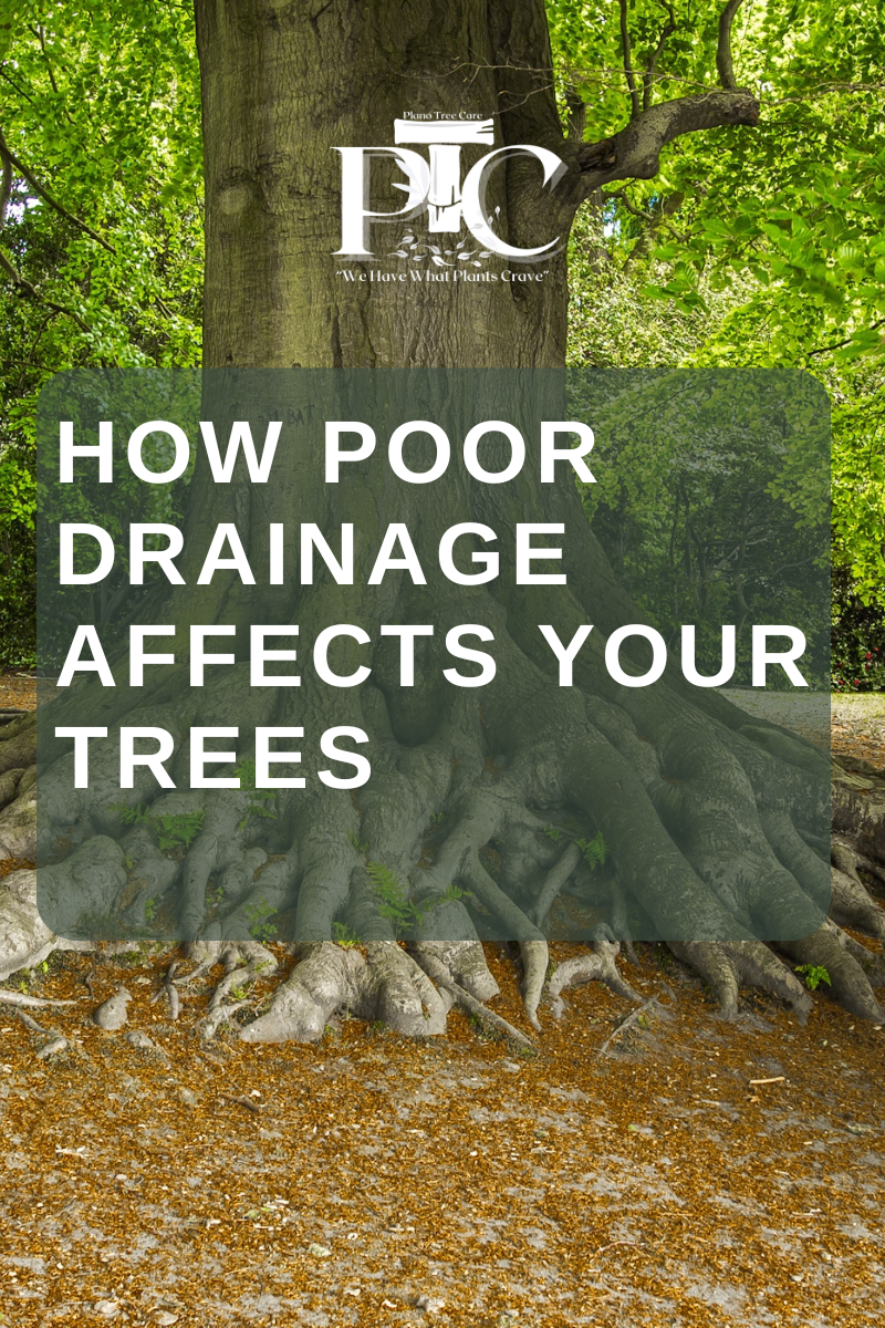 How Poor Drainage Affects Your Trees: A Guide by Plano Tree Care Arborists