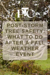 Post-Storm Tree Safety: What to Do After a Fall Weather Event by Plano Tree Care