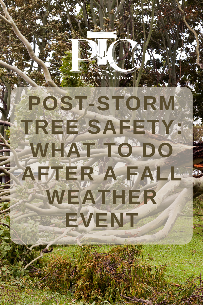 Post-Storm Tree Safety: What to Do After a Fall Weather Event by Plano Tree Care