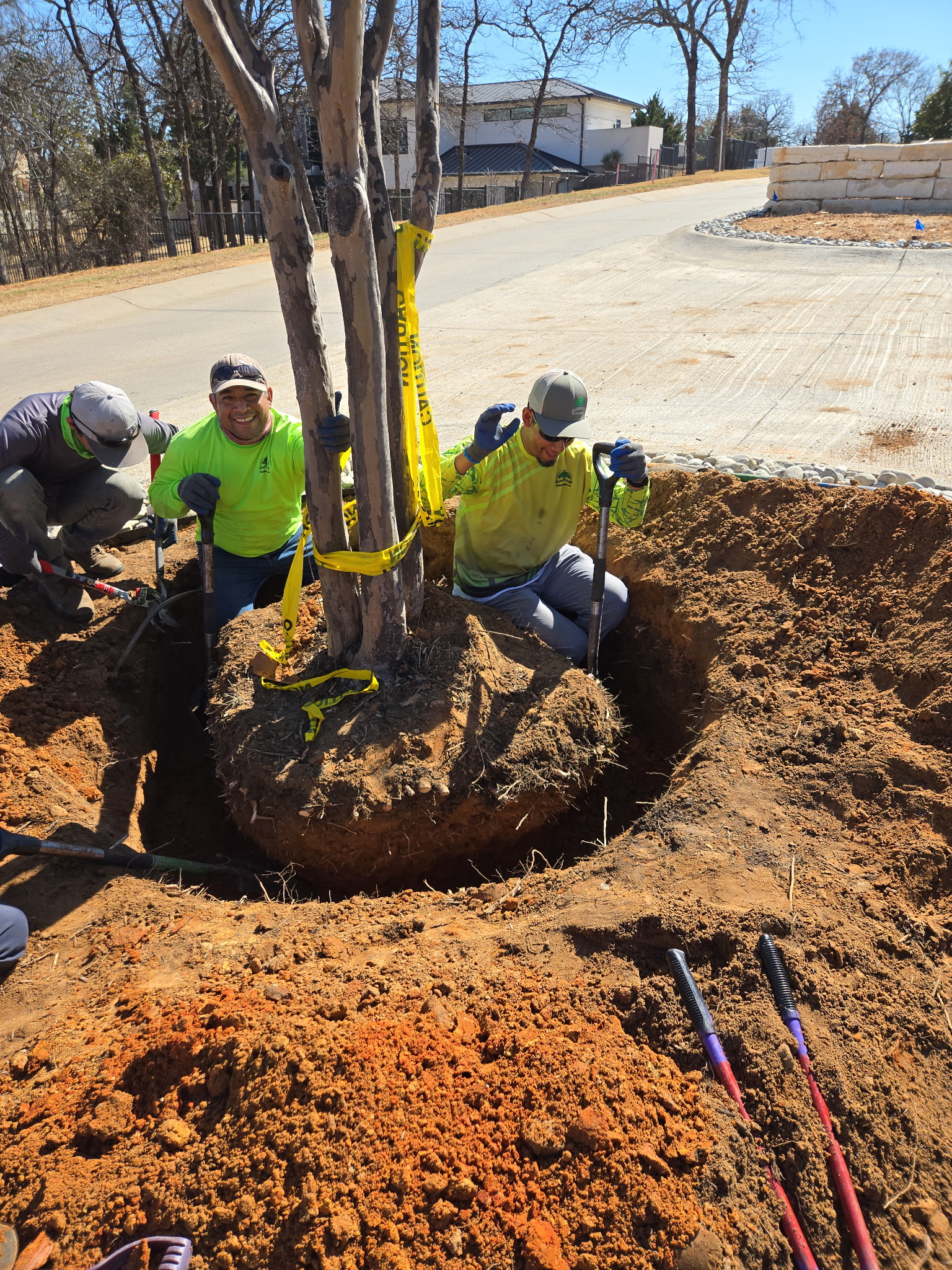 Tree planting service in North Texas