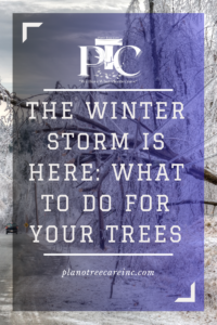 The Winter Storm is Here: What to Do For Your Trees Right Now in North Texas