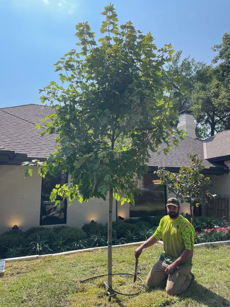 Plano Tree Care Inc. crew member watering a newly planted tree in a North Texas front yard.