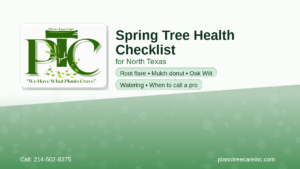 Plano Tree Care Inc Spring Tree Health Checklist for North Texas featured image