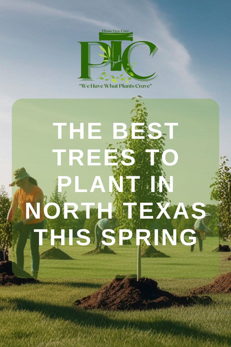 The Best Trees to Plant in North Texas This Spring by Plano Tree Care