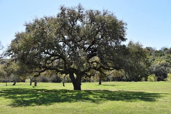The Best Trees to Plant in North Texas This Spring | PTC