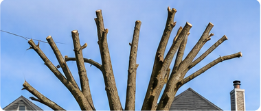 improper tree pruning North Texas topping damage example