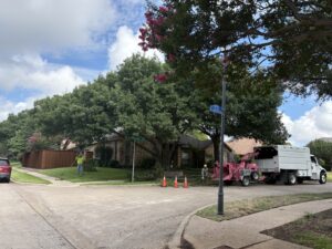 Plano Tree Care crew performing tree clearance pruning on healthy mature trees