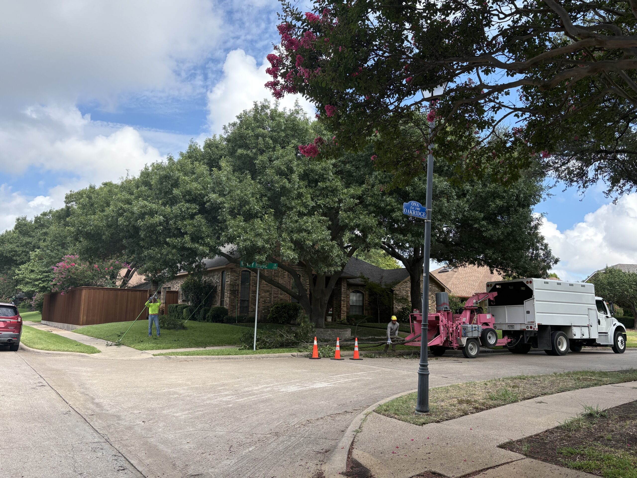 Plano Tree Care crew performing tree clearance pruning on healthy mature trees