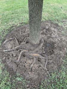 Tree trunk with extensive exposed roots circling the base in bare soil around it.