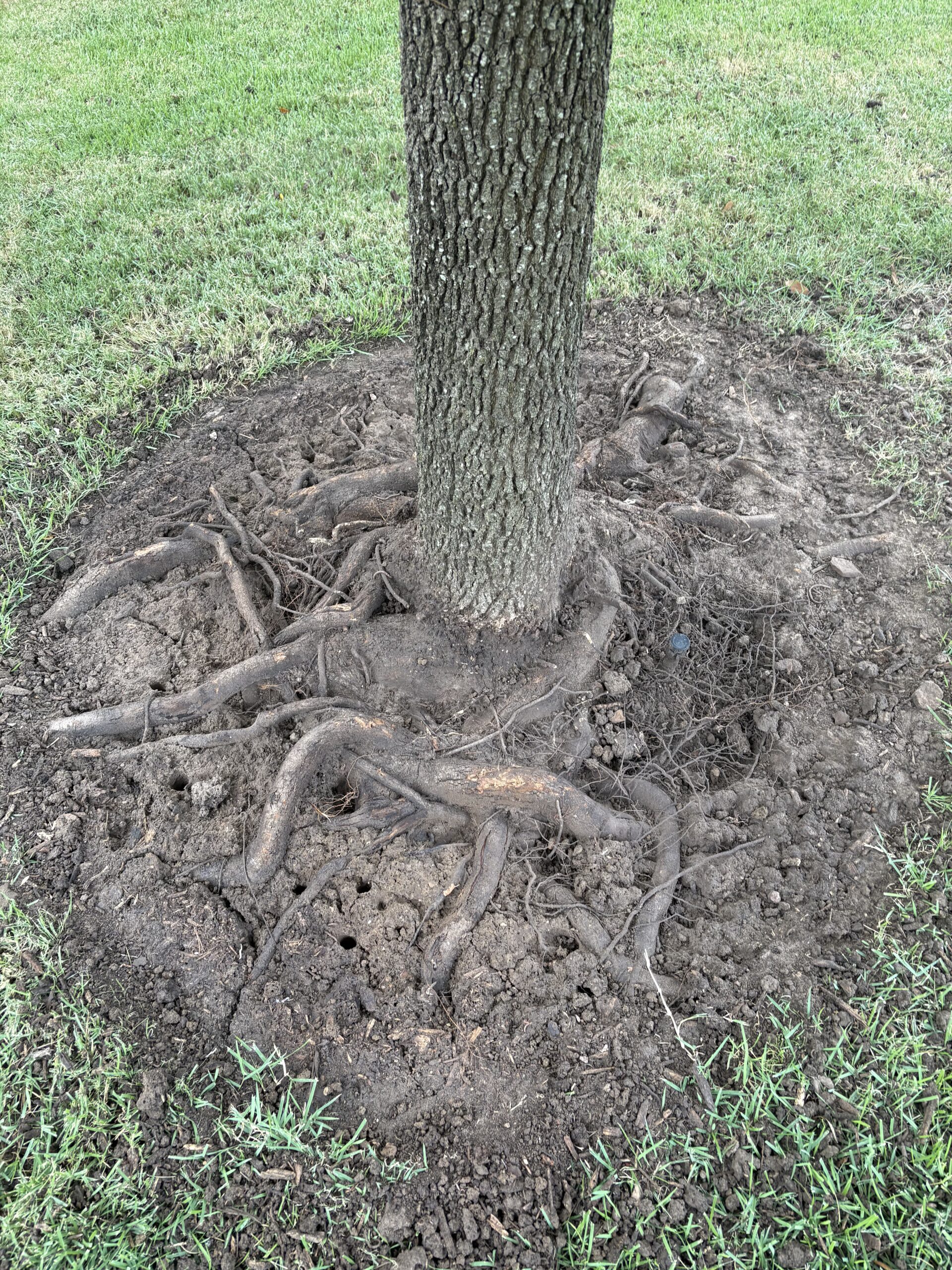 Exposed girdling roots around the base of a live oak in North Texas