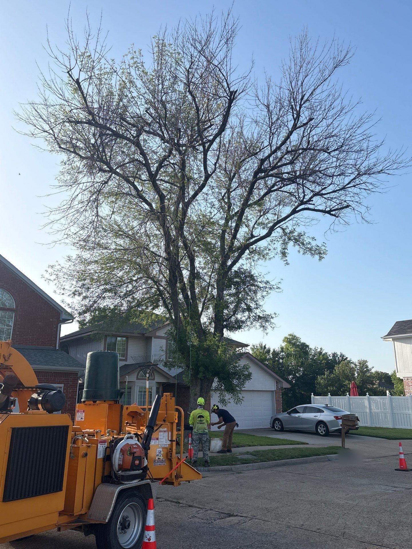 Declining ash tree with extensive canopy dieback at a North Texas home