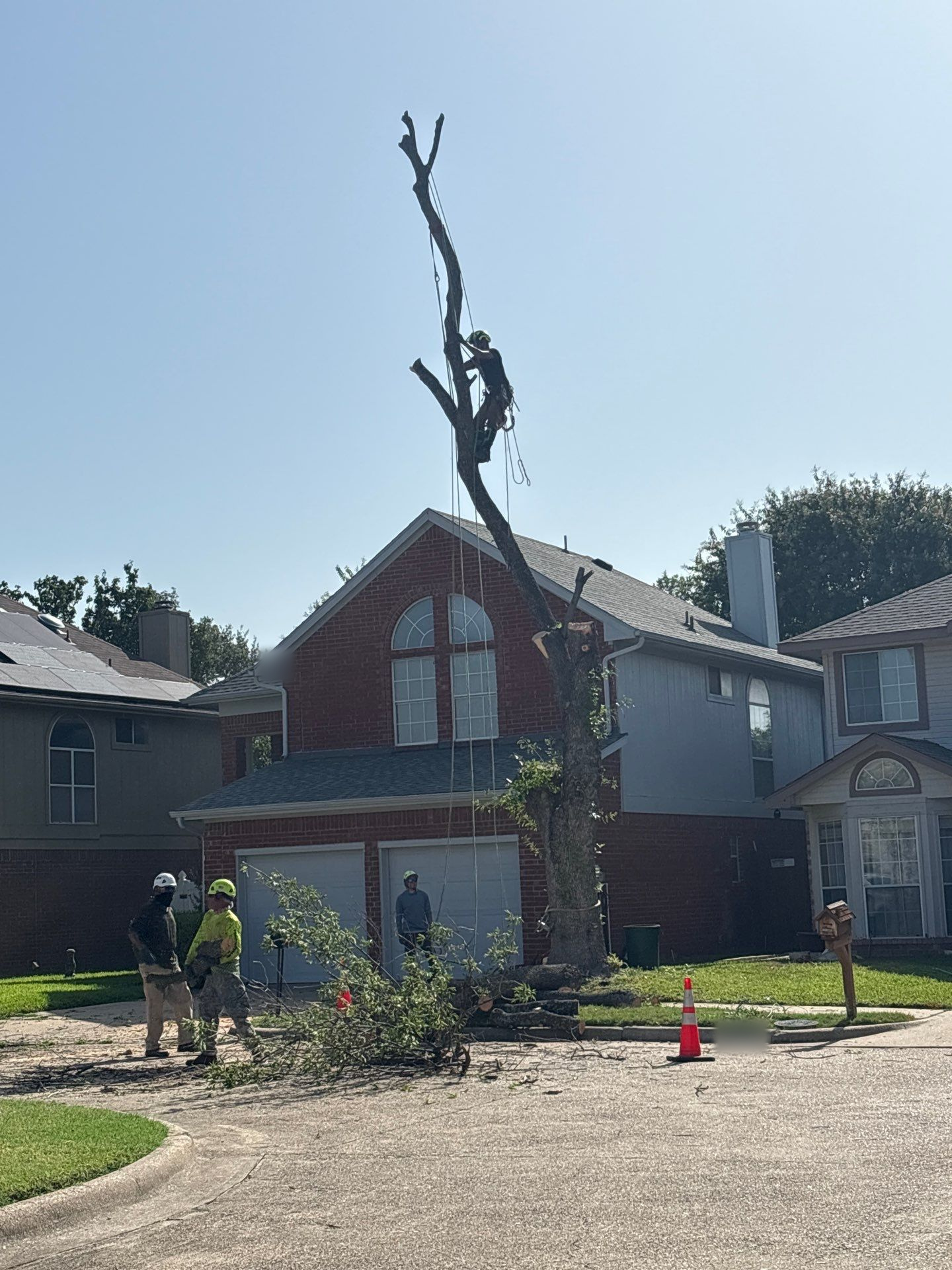 Plano Tree Care crew performing a professional ash tree removal in North Texas