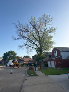 Suburban street scene with a large tree being worked on; crews and equipment, orange cones on the road, brick houses in background
