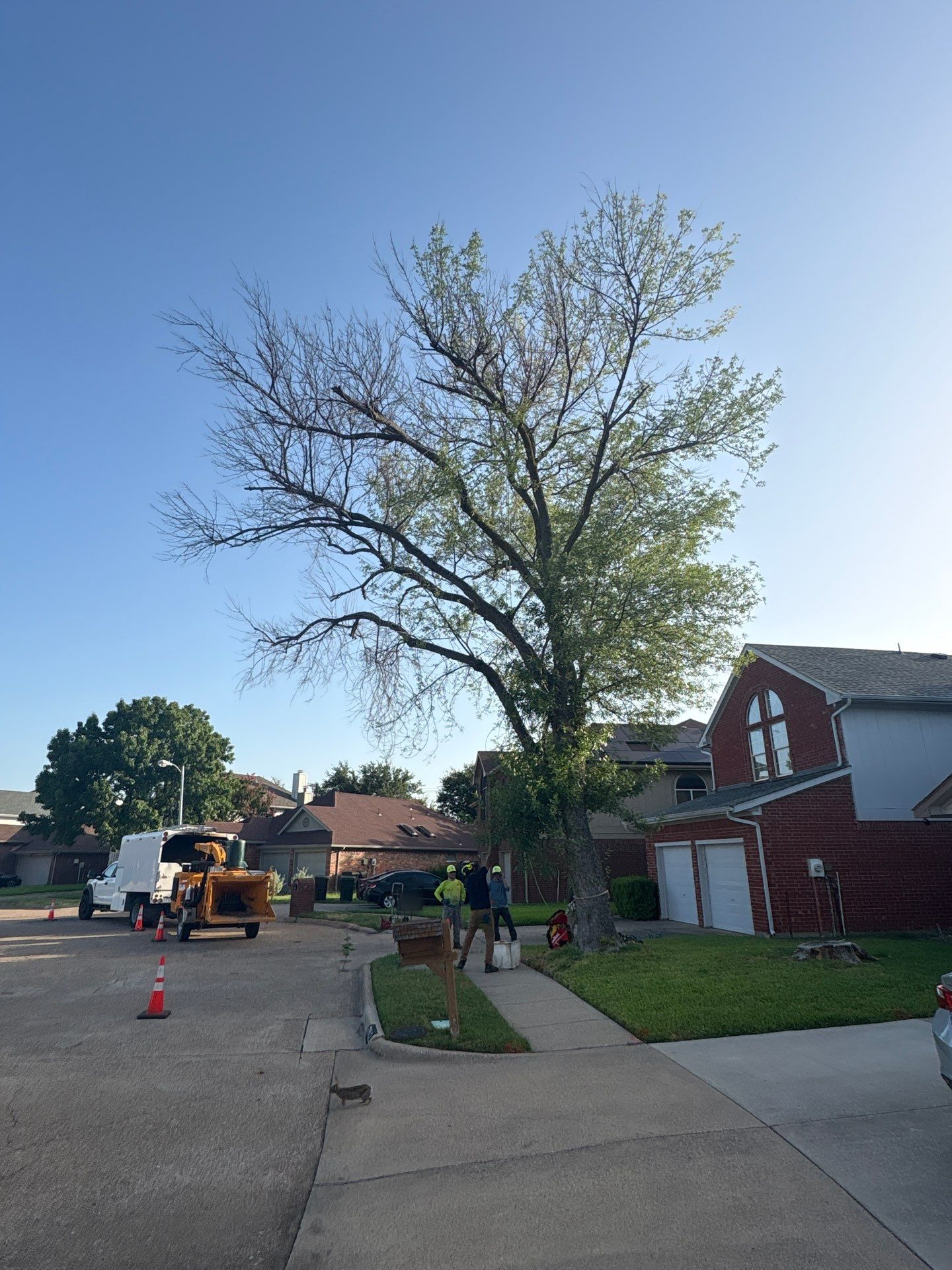 Tree care professional dismantling a severely declining ash tree