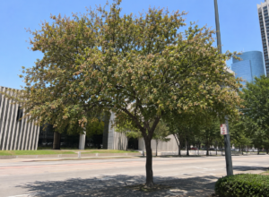 Mature street tree showing summer heat stress and thinning foliage in Dallas-Fort Worth