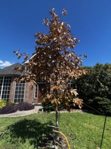 Brown-leaved tree in a front yard planted near a brick house under a clear blue sky; garden equipment visible at the base of the tree.