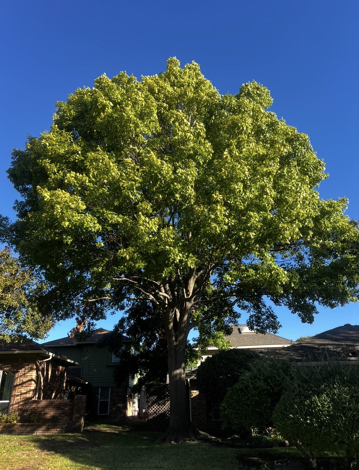 Mature tree with a full green canopy in a North Texas residential landscape