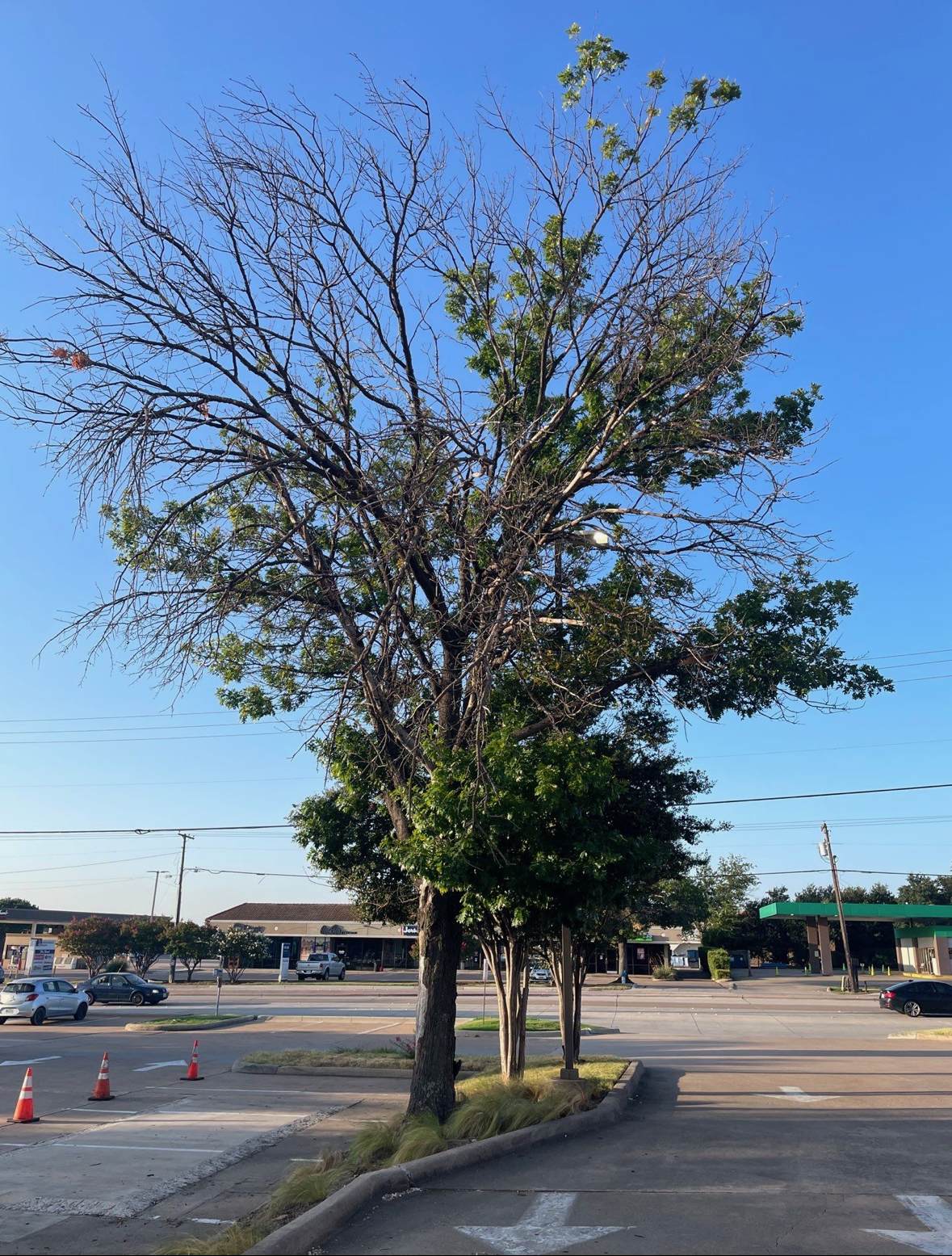 Commercial property tree showing significant one-sided canopy dieback and deadwood