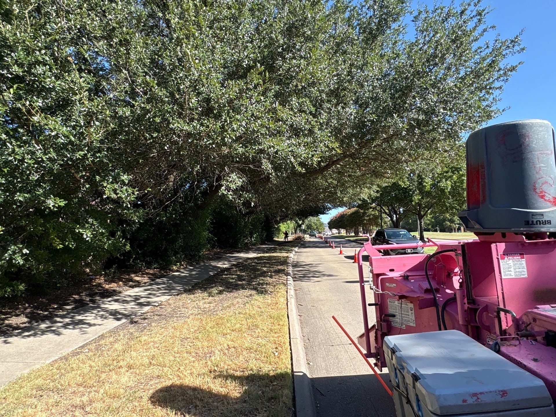Before clearance pruning showing lower tree branches extending over a roadway and sidewalk on a North Texas property