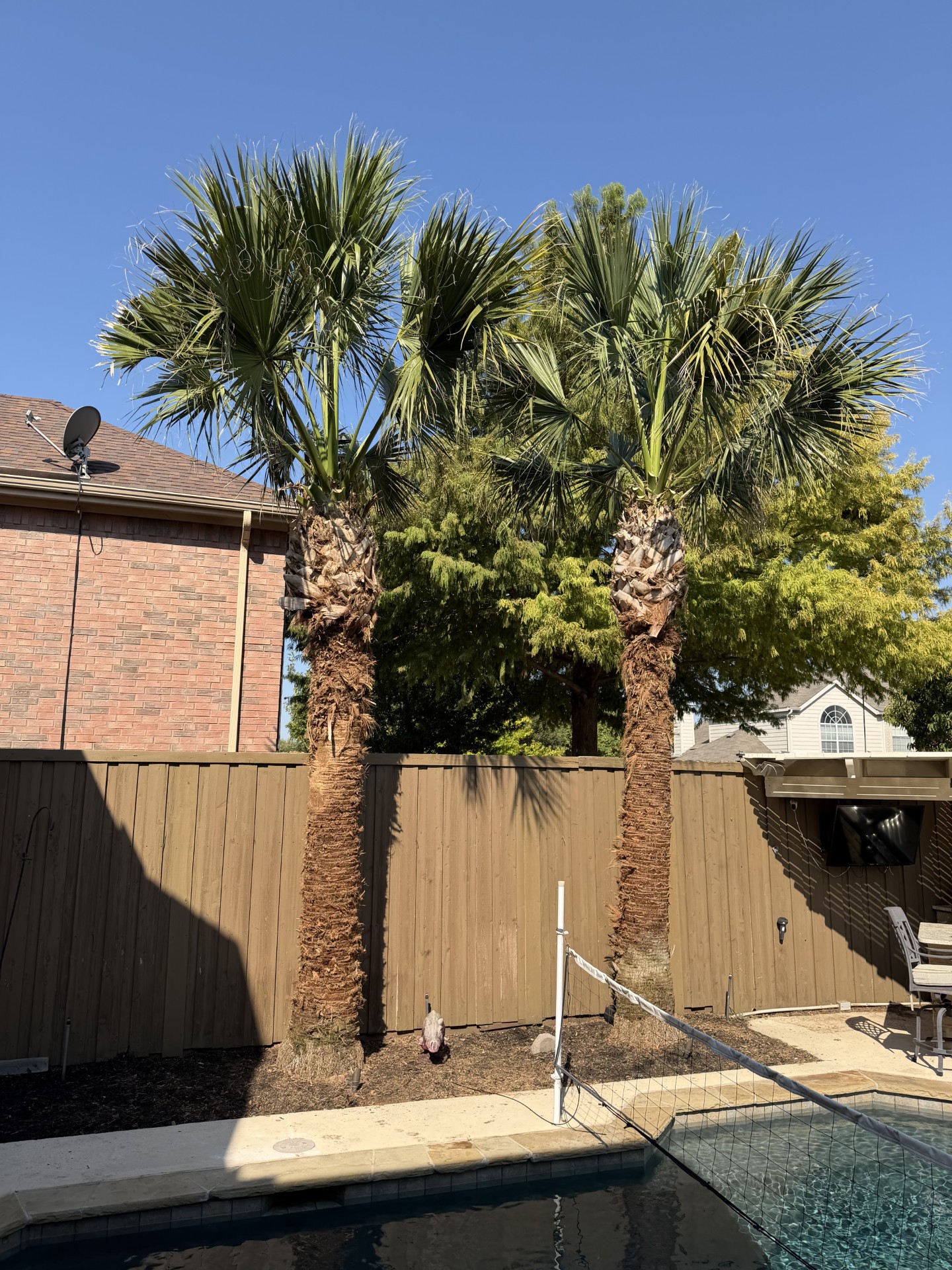 Palm trees after careful palm boot removal by Plano Tree Care