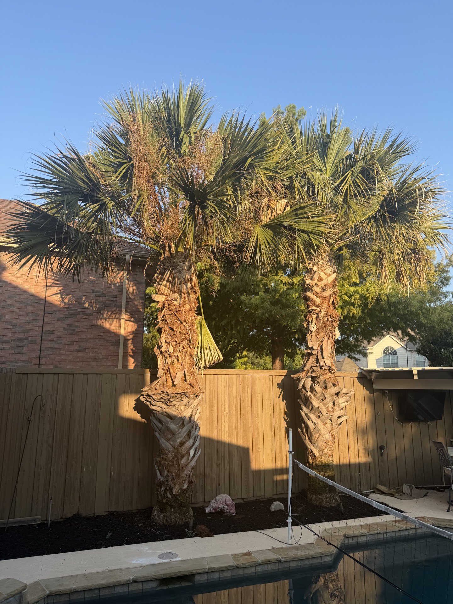 Palm trees before old boots were carefully removed by Plano Tree Care