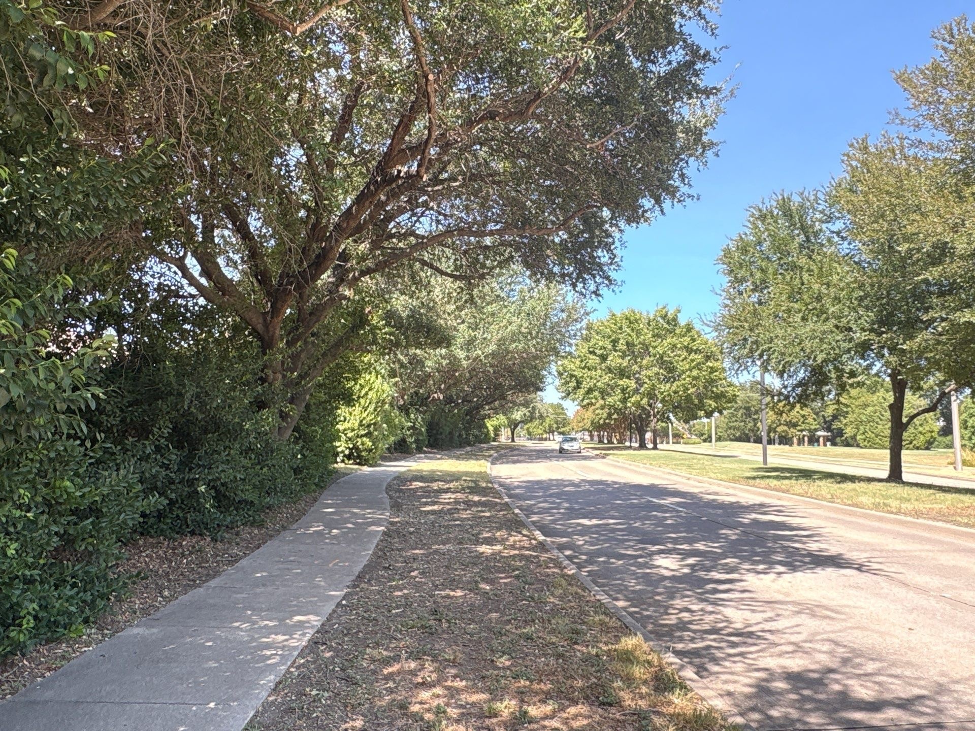 After selective clearance pruning showing improved roadway and sidewalk clearance while retaining the mature tree canopy