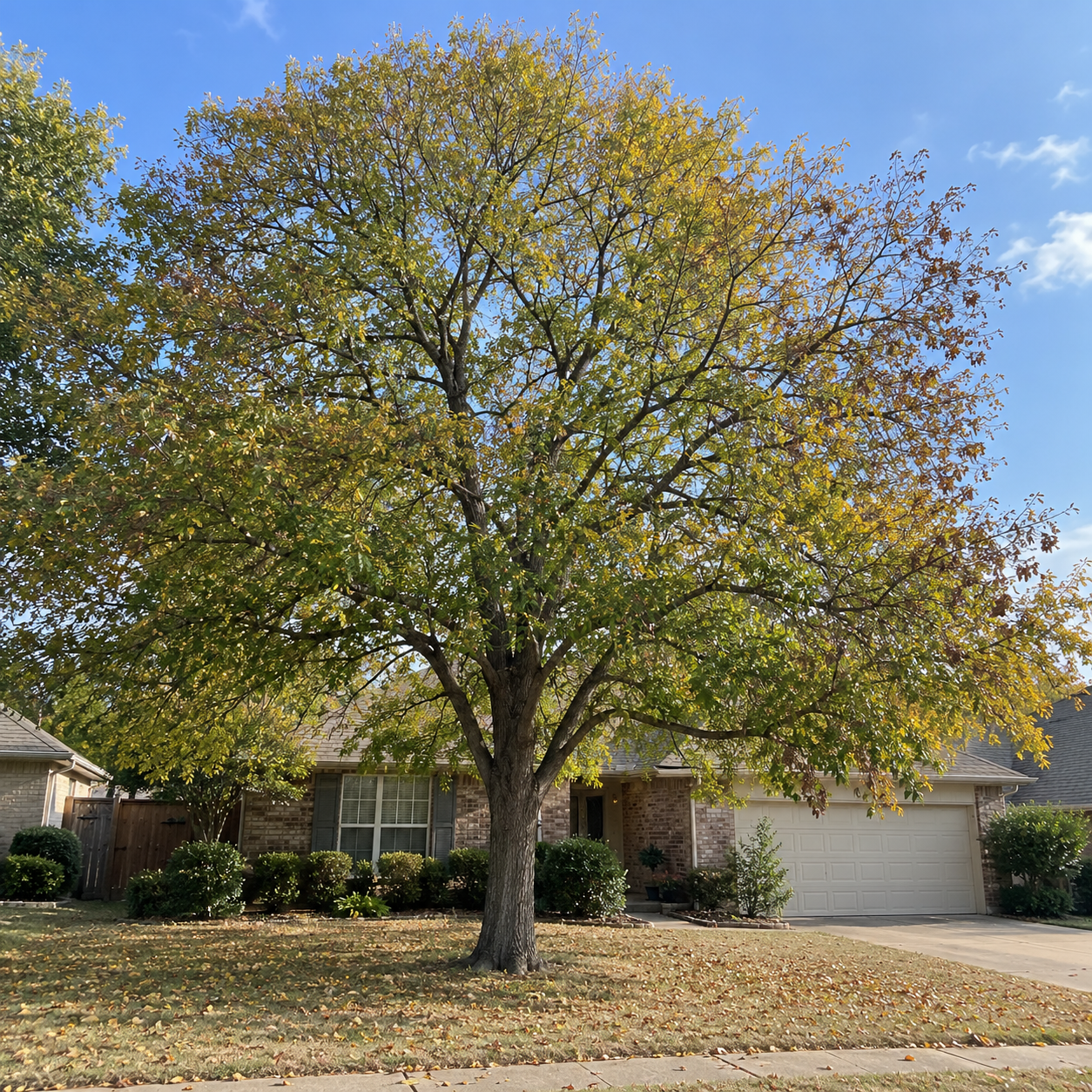 Mature North Texas residential tree with yellowing leaves and a thinning fall canopy