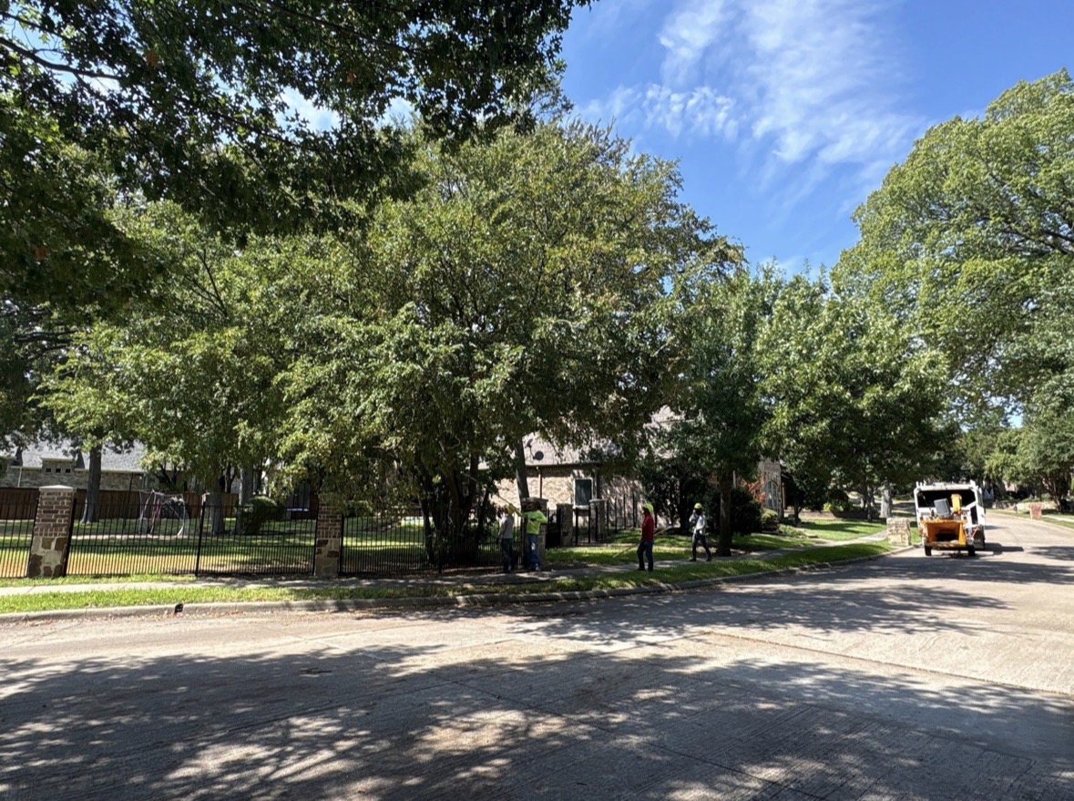 Plano Tree Care crew and equipment on a residential street during a city code tree clearance project