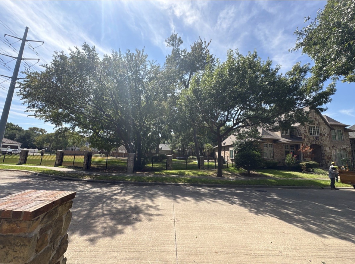 Mature trees extending over a North Texas street and sidewalk at a Plano Tree Care project