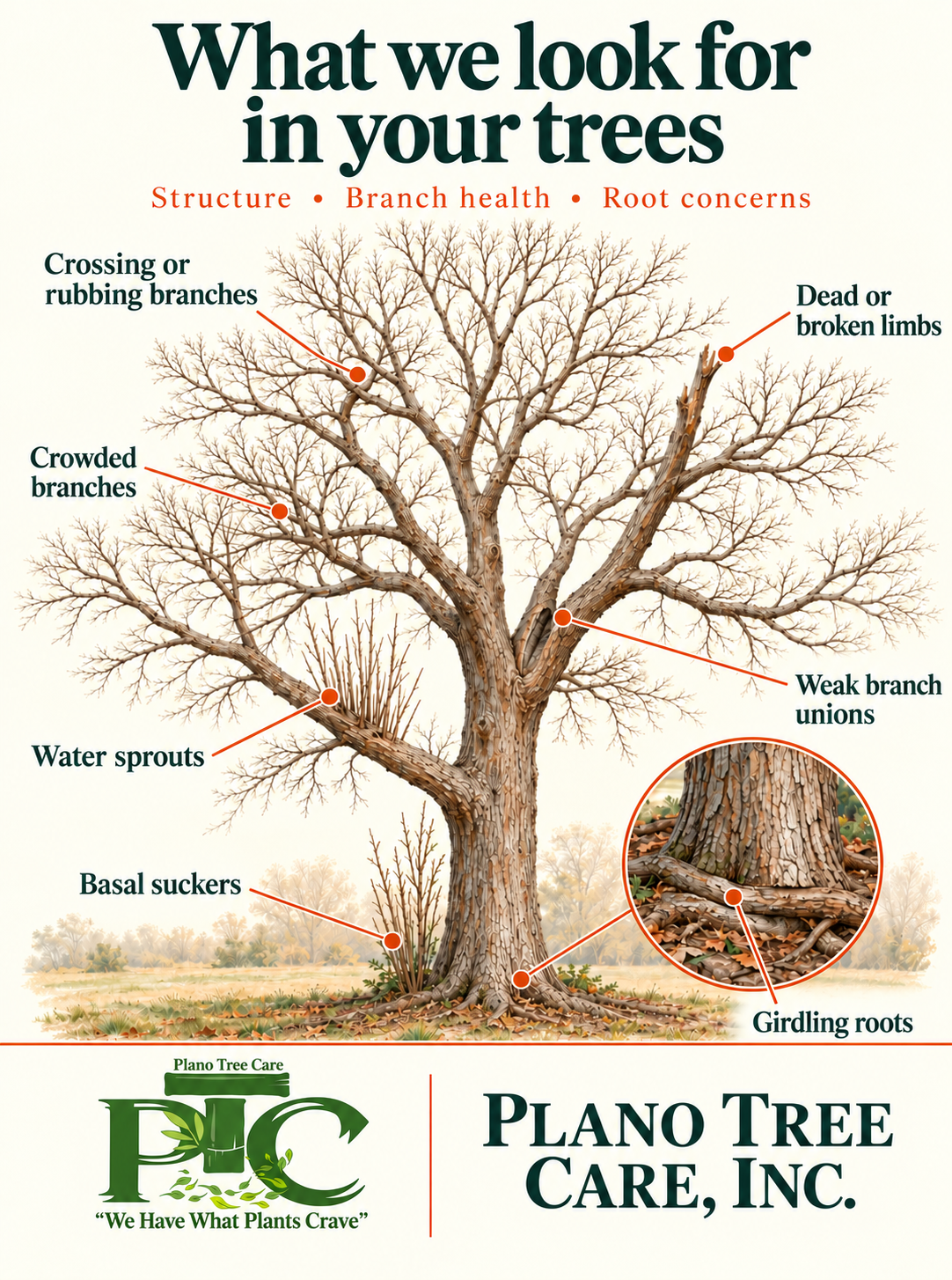 Plano Tree Care infographic showing seven tree assessment concerns: crossing branches, crowded branches, dead limbs, weak branch unions, water sprouts, basal suckers, and girdling roots.